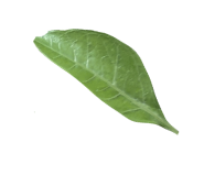 Ornament_Daun_4 Ornament_Daun_4